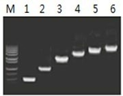 50μl 擴增體系中，以 5ng λDNA 為模板，對 500bp~6.0kb 的擴增結果
