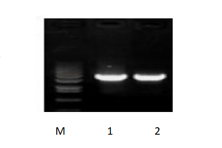 50μl 擴增體系，以 50ng 人基因組DNA 為模板，對 3kb 片段擴增結果。