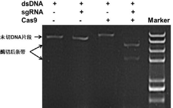 NLS-Cas9 Nuclease應用實(shí)例