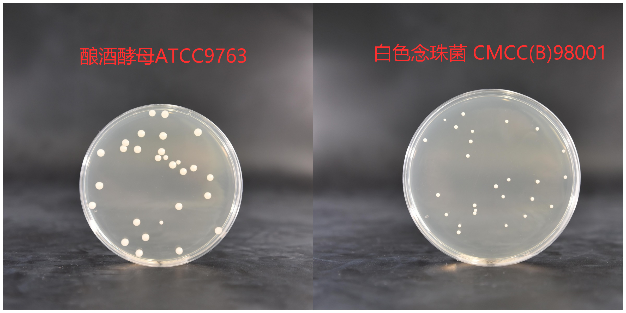 酵母浸出粉胨葡萄糖瓊脂培養基(YPD)菌落特征